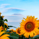 romanticizelife avatar