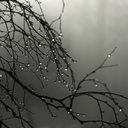 romanticmisanthrope avatar