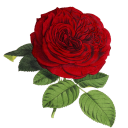 romanticsuspense avatar