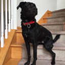 romasaurusrex avatar