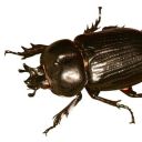 romeolikescheese avatar