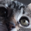 romeothecat avatar