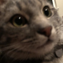 rompstompstomp avatar