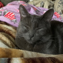 rondezvous-with-rochambeau avatar