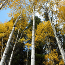 rondocalrisian avatar