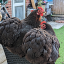 rooksrandomanimals avatar