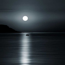 roopaws-blog1 avatar