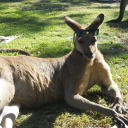 roosrebellion avatar