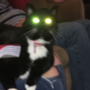 roostersdohaveteeth avatar