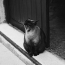 rootsandleaves avatar