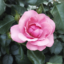 ropeburnmistress avatar