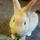 roryrabbit-blog avatar