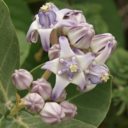 roryrandom-blog avatar