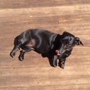 rorythedachshund avatar