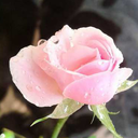 rosa-berberifolia avatar