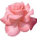 rosaliemajesty avatar