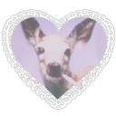 rose--doe avatar