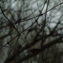 rose-of-evil-in-bloom avatar