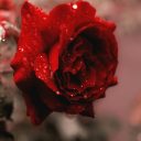 rose-paws avatar