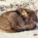 rose-pendragon avatar