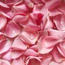 rose-petals-and-dragons avatar