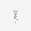 rose-spinose avatar