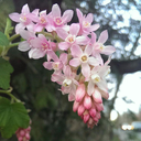 rose-vision-blog avatar