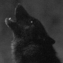 rose-wolf9653 avatar