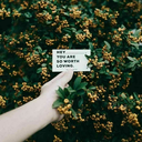 rose7886-blog avatar