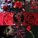 roseamoungstthethorns avatar