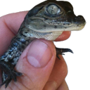 rosebudcollection avatar