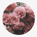 rosebudddyy avatar