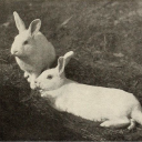 rosebudrabbit avatar