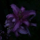 rosecoloredwriting avatar