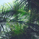 rosegoldelephants avatar