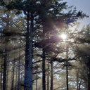 rosehearts-1951 avatar