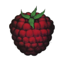 rosehip-cordial avatar