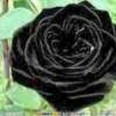 roselover2525 avatar