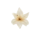 rosemarywands avatar