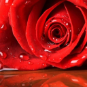 rosepanther18 avatar