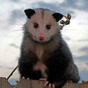 rosepossum avatar