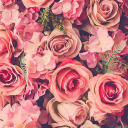 roses-always-wilt avatar