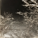 roses-and-holly avatar