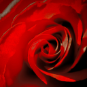 roses-and-neon-lights avatar