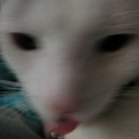 roses-and-rainstorms avatar