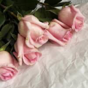 roses-red-and-pink avatar
