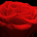rosesandfriends avatar
