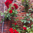 rosesandthornesx avatar