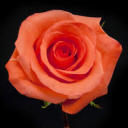 rosesarebeautifullikemehaha-blog avatar