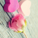 rosesofmays-blog avatar